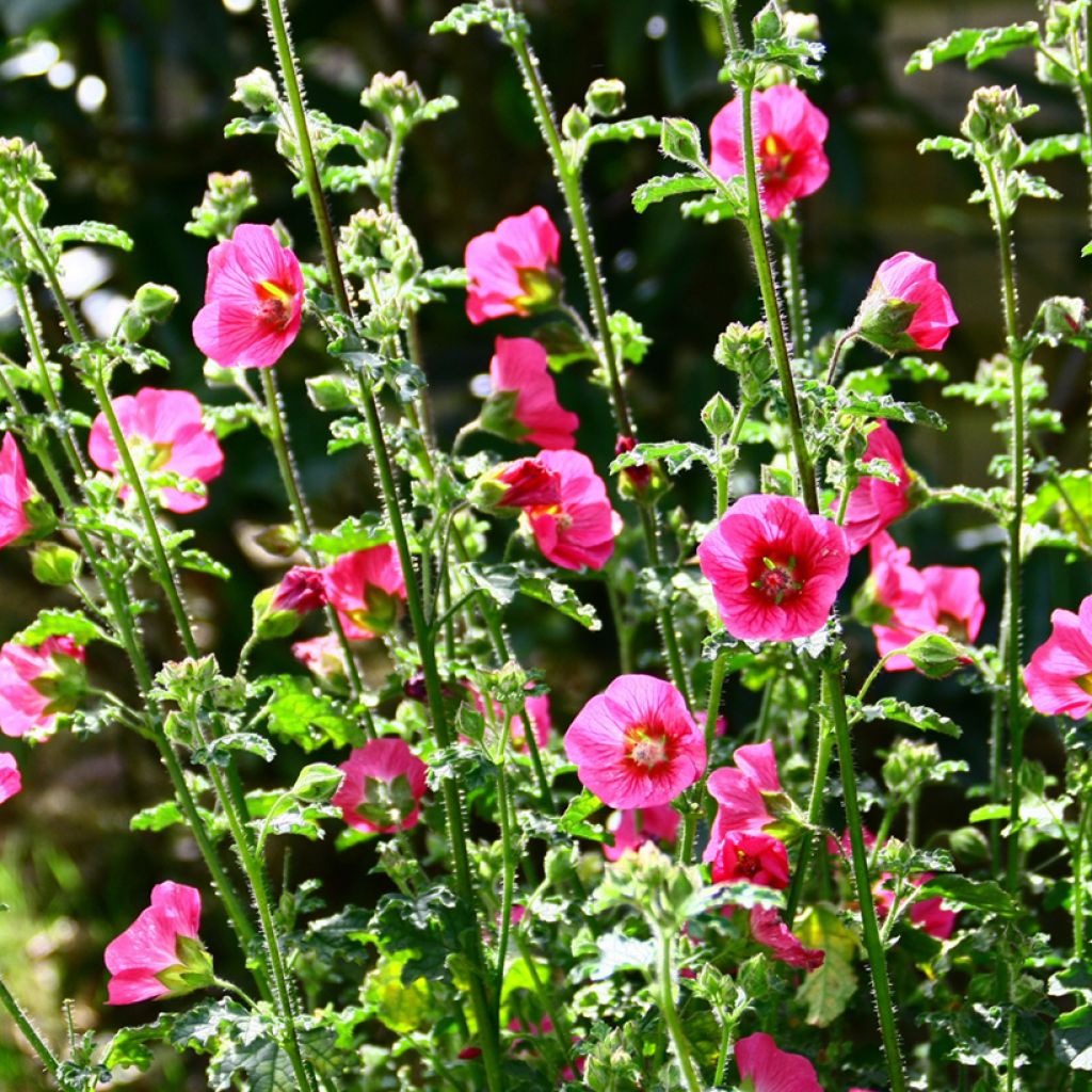 Anisodontea capensis El Rayo