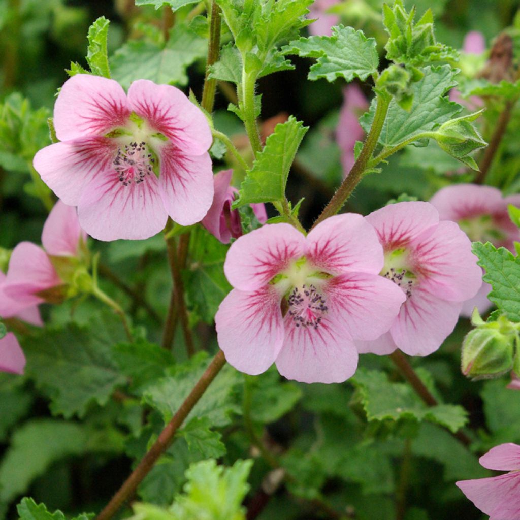 Anisodontea scabrosa Miss Pinky - Cape Mallow