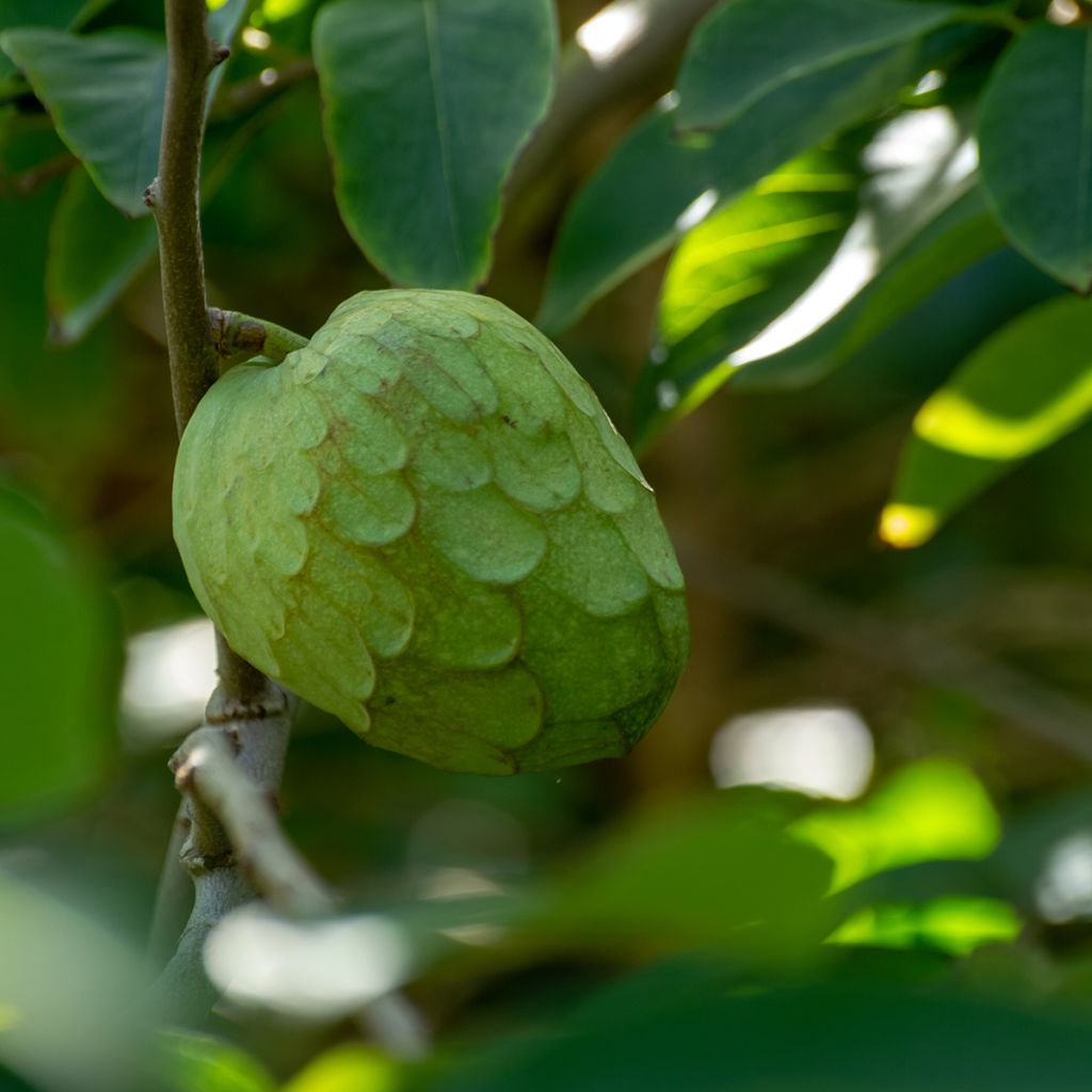 Annona cherimola 