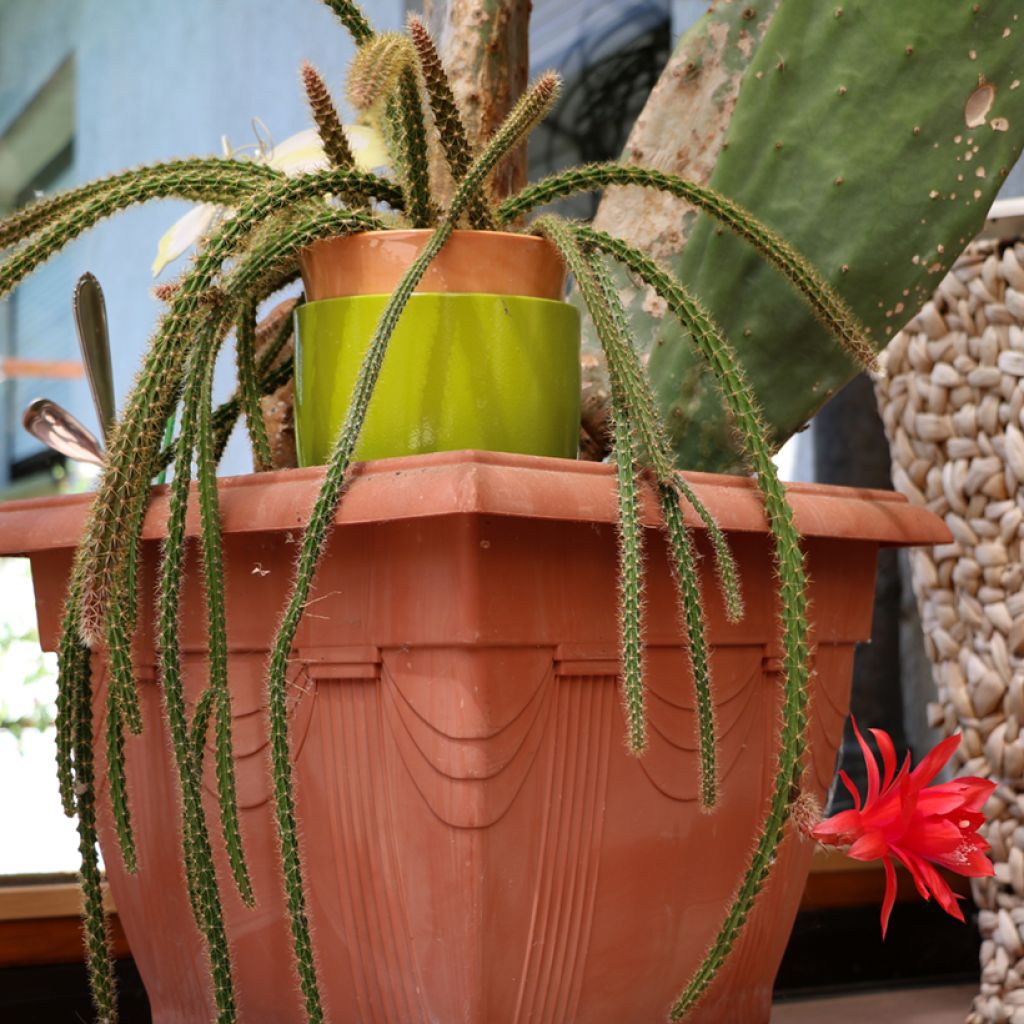 Rat tail cactus - Aporophyllum malisonii