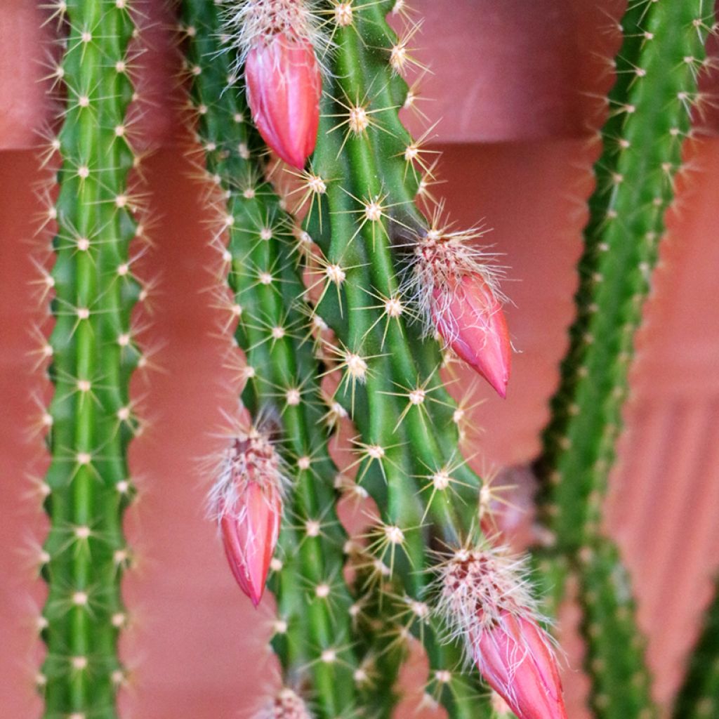 Rat tail cactus - Aporophyllum malisonii