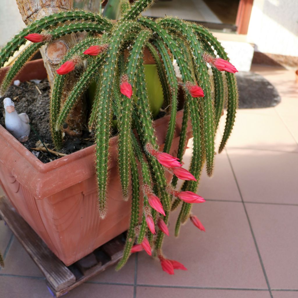 Rat tail cactus - Aporophyllum malisonii