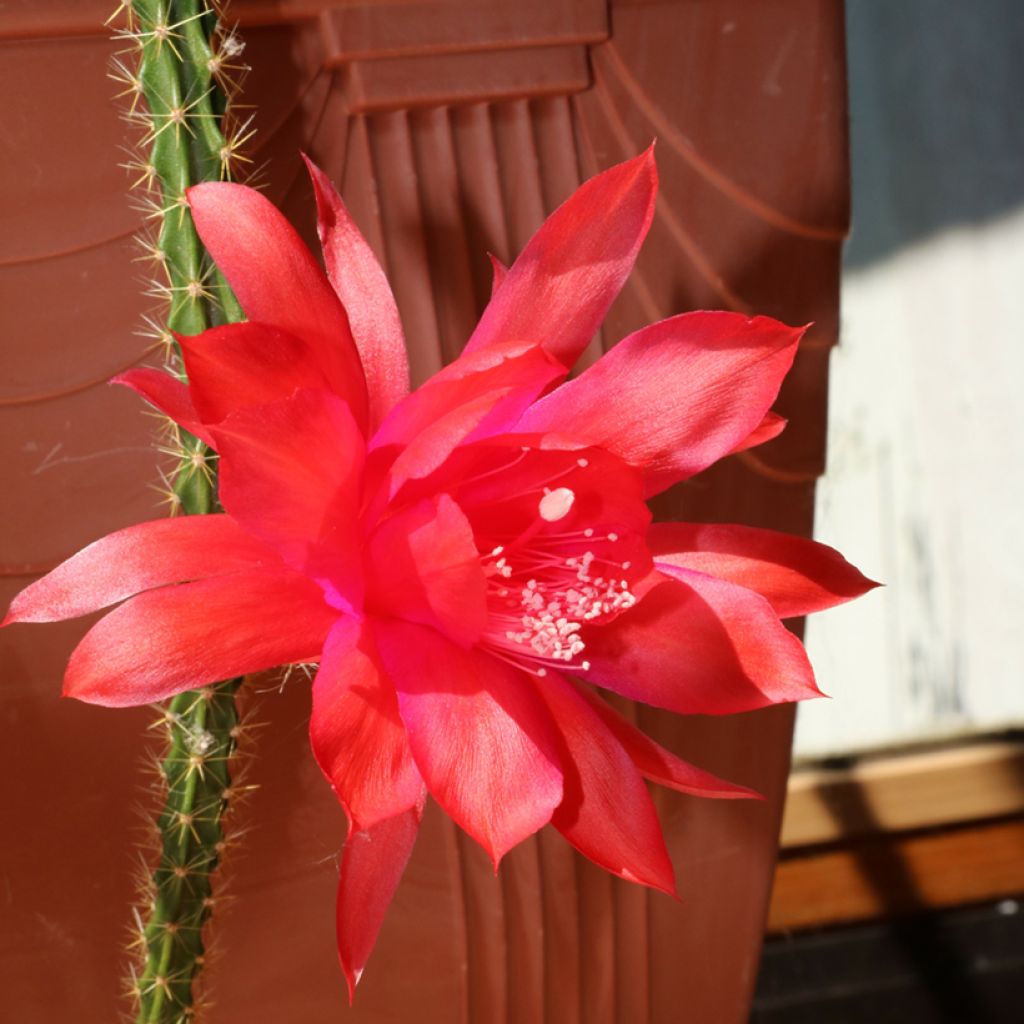 Rat tail cactus - Aporophyllum malisonii