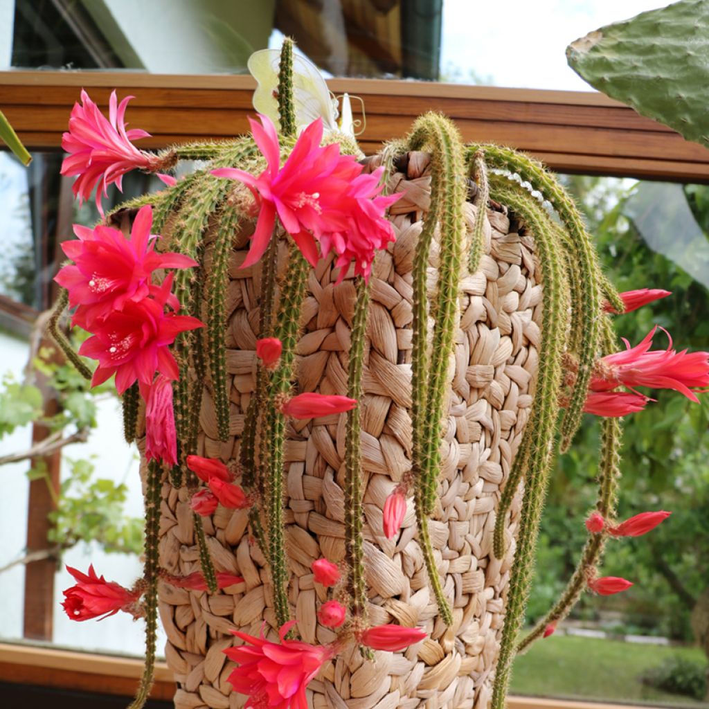 Rat tail cactus - Aporophyllum malisonii