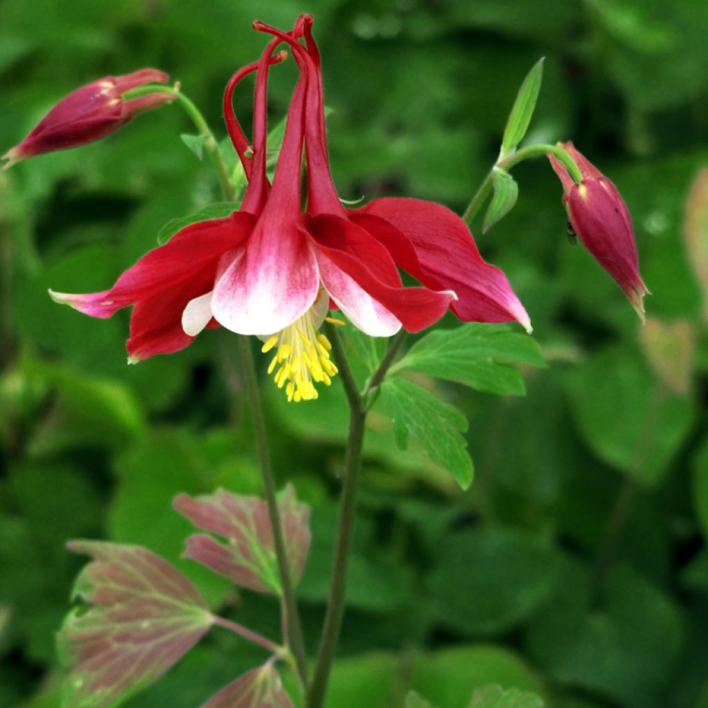 Aquilegia Songbird Series Cardinal - Columbine