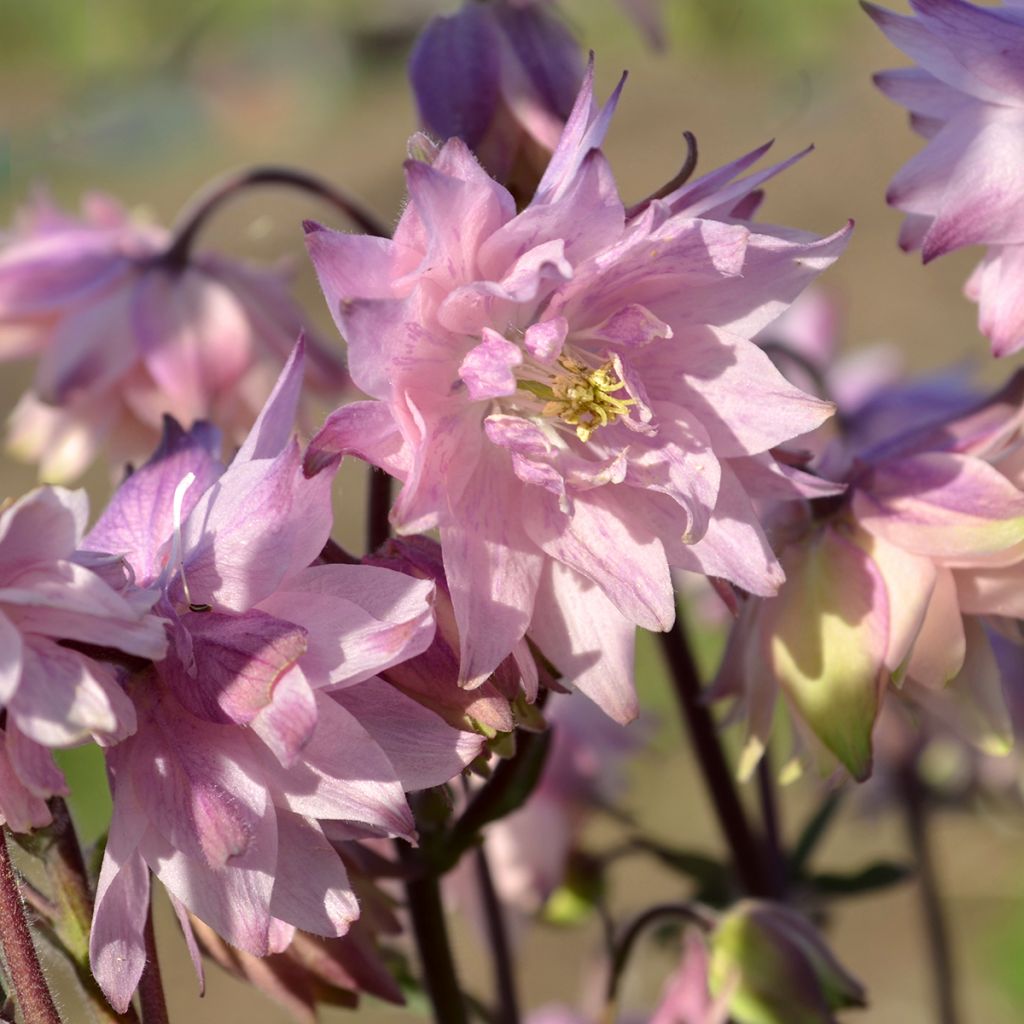 Aquilegia vulgaris var. stellata Rose Barlow - Columbine