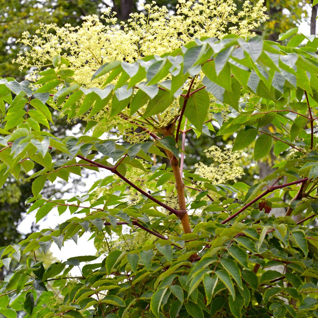 Aralia elata