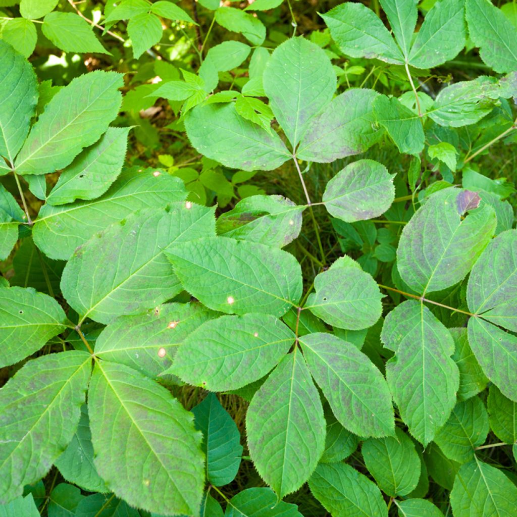 Aralia nudicaulis - Japanese Spikenard