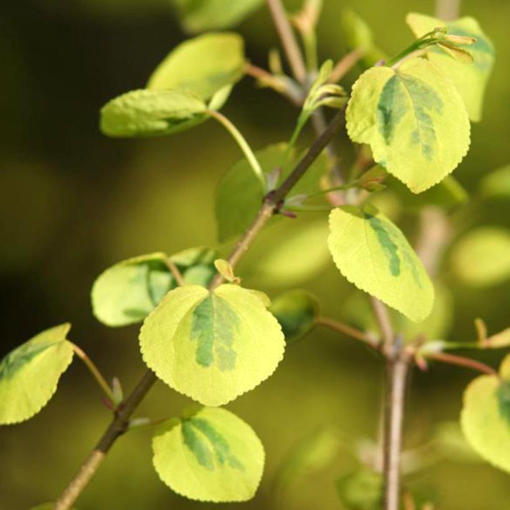 Cercidiphyllum japonicum Chameleon