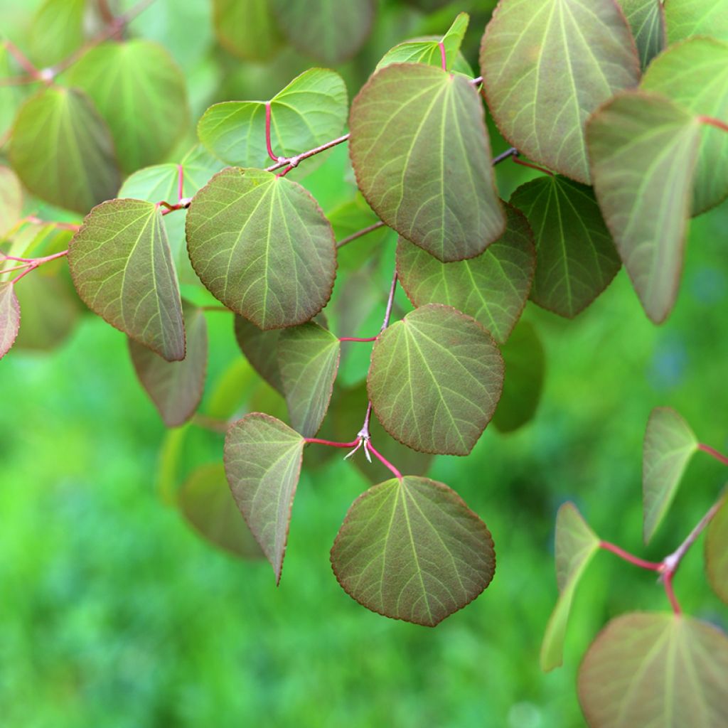 Cercidiphyllum japonicum