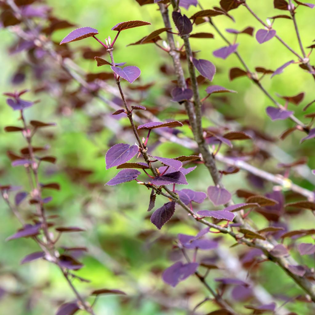 Cercidiphyllum japonicum Rotfuchs