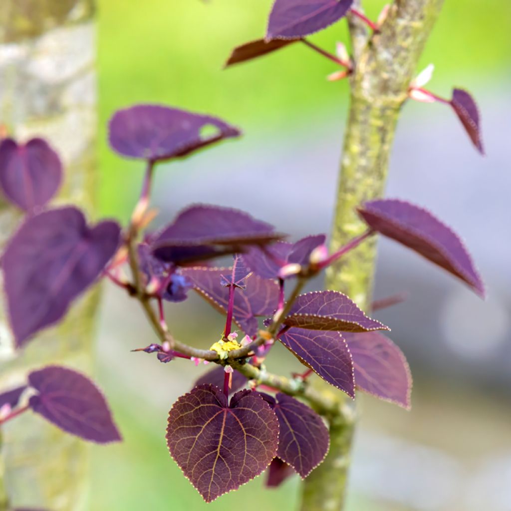 Cercidiphyllum japonicum Rotfuchs