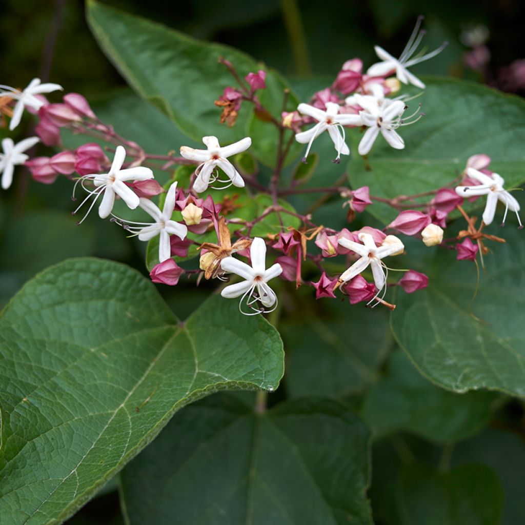 Clerodendrum trichotomum