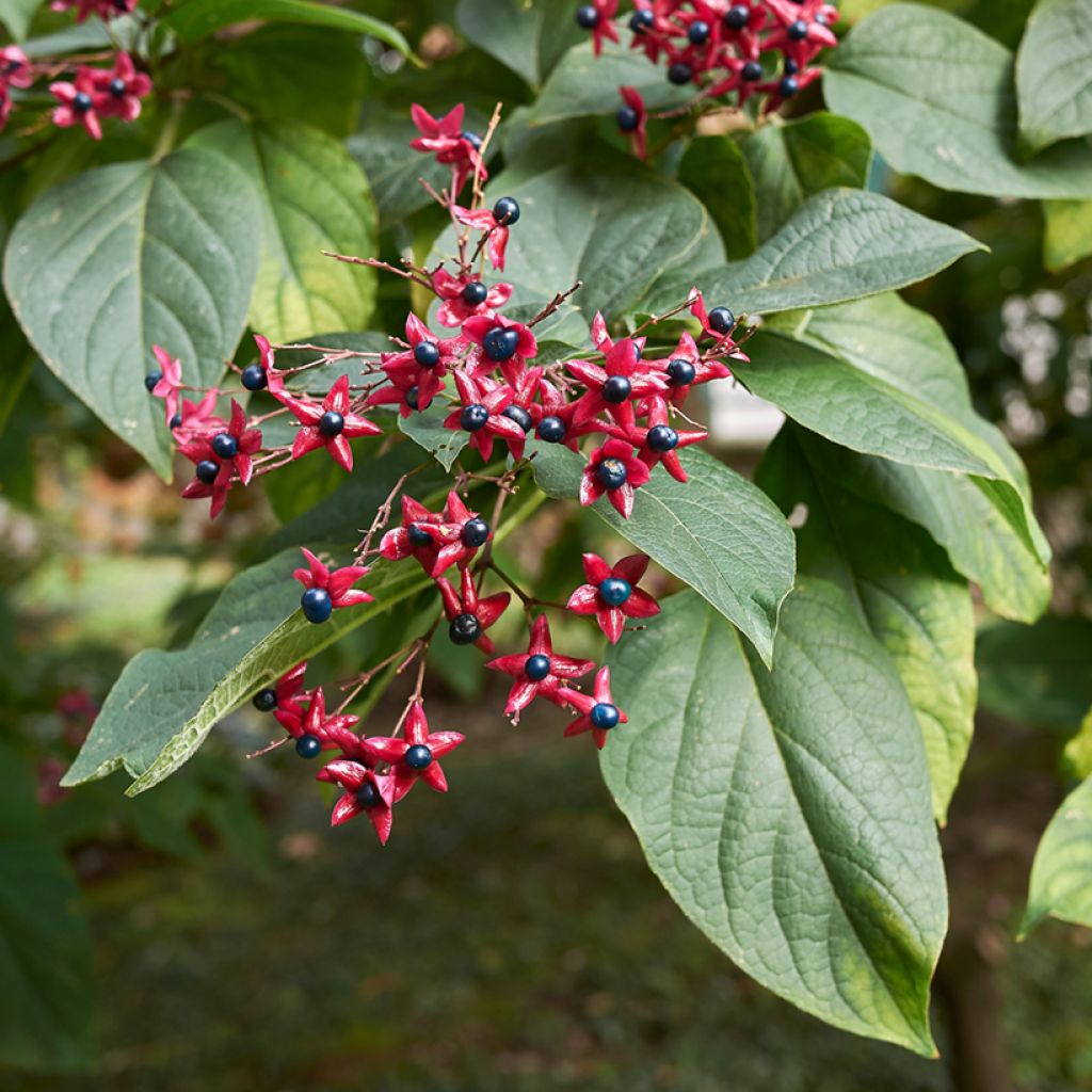 Clerodendrum trichotomum