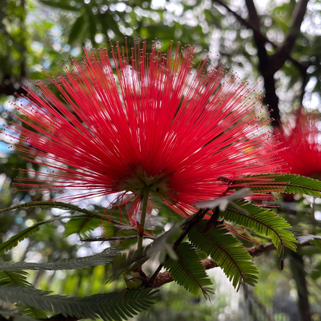 Albizia julibrissin Rouge de Tuiliere