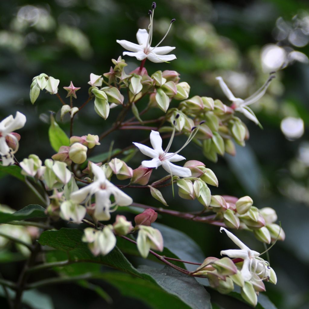 Clerodendrum trichotomum Fargesii