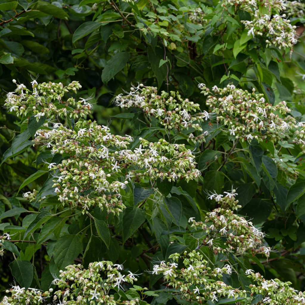 Clerodendrum trichotomum Fargesii