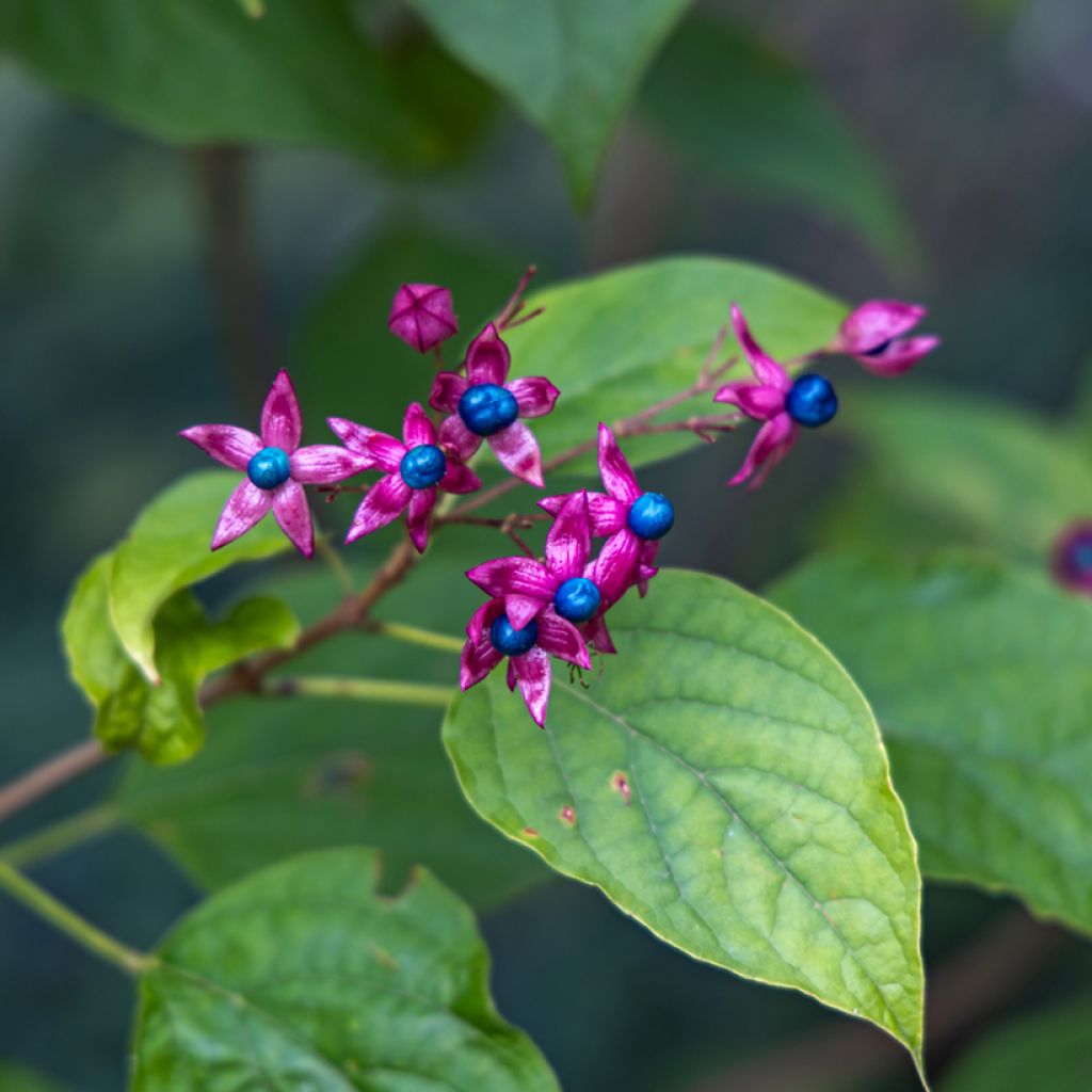 Clerodendrum trichotomum Fargesii