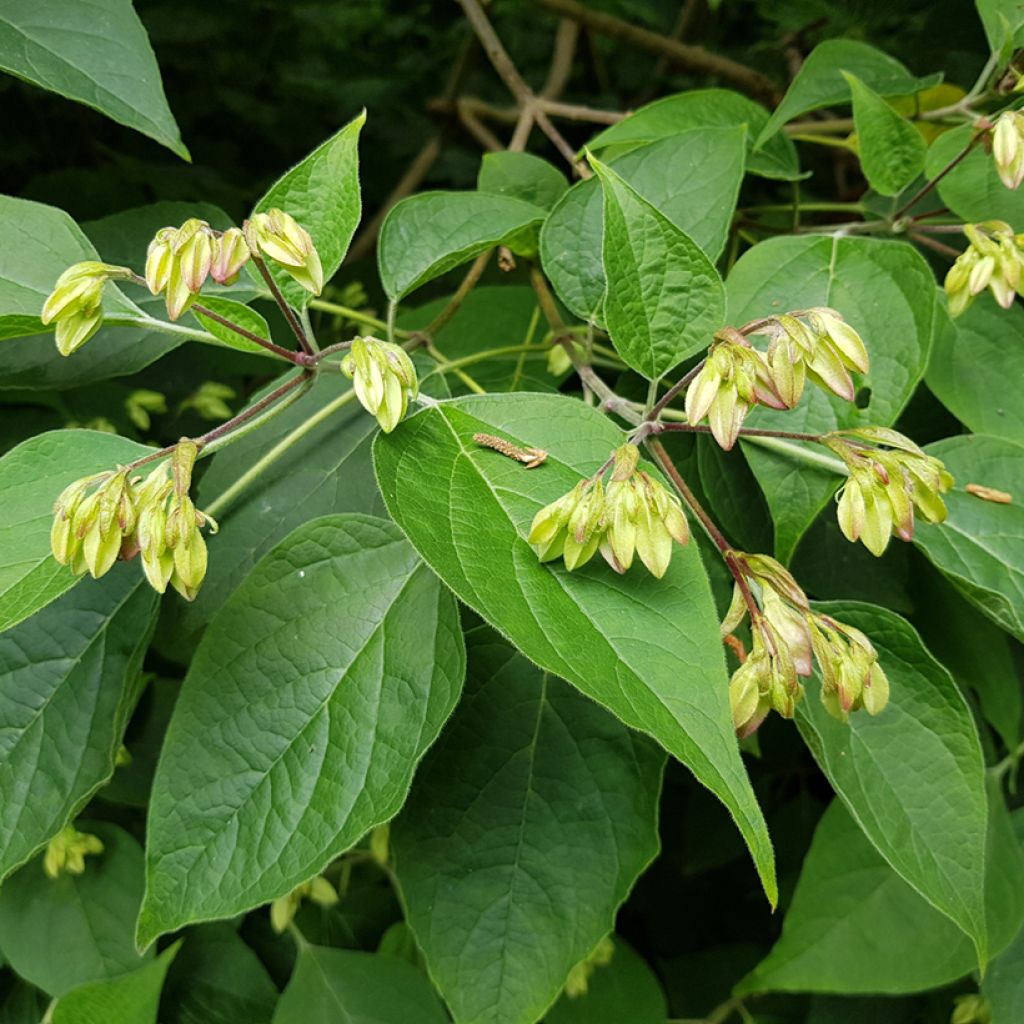 Clerodendrum trichotomum Fargesii