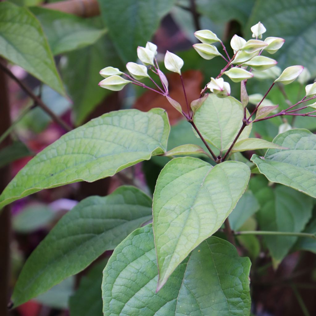 Clerodendrum trichotomum Fargesii