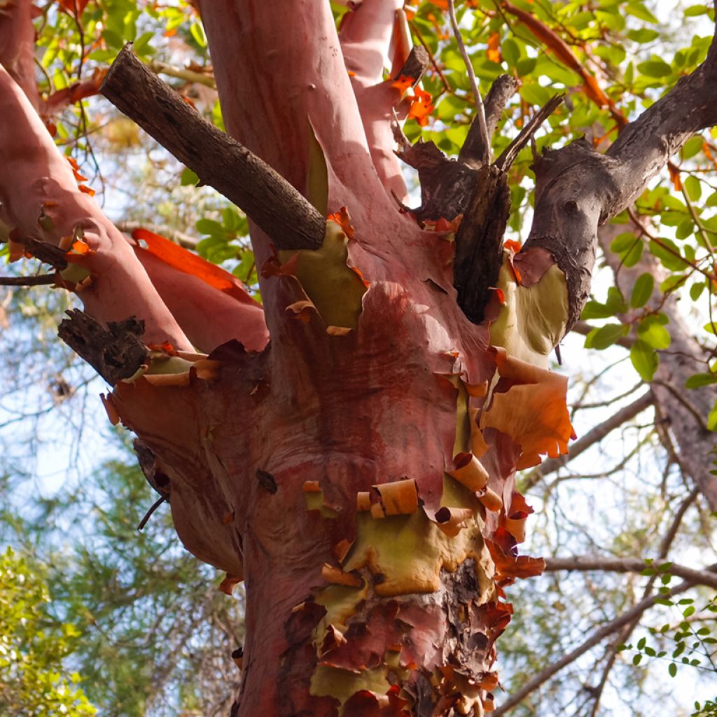 Arbutus andrachne