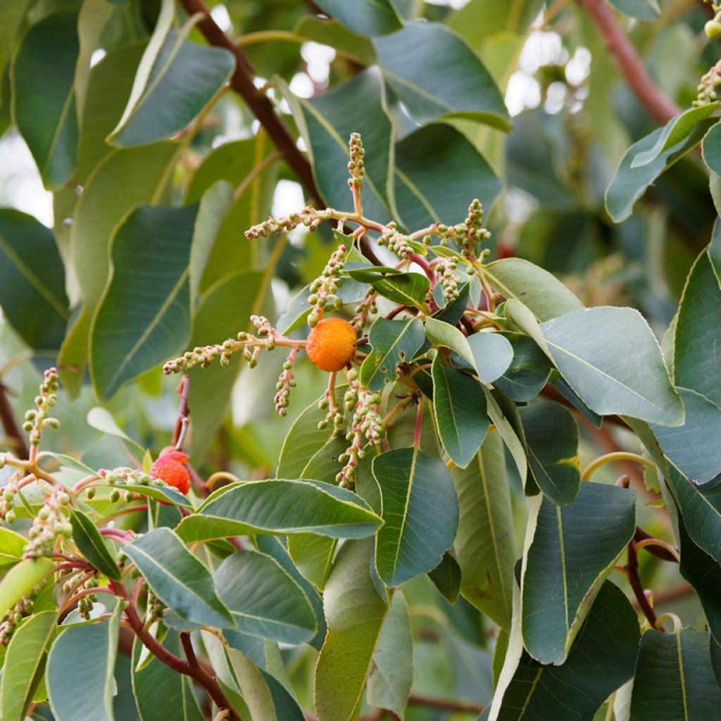 Arbutus andrachne