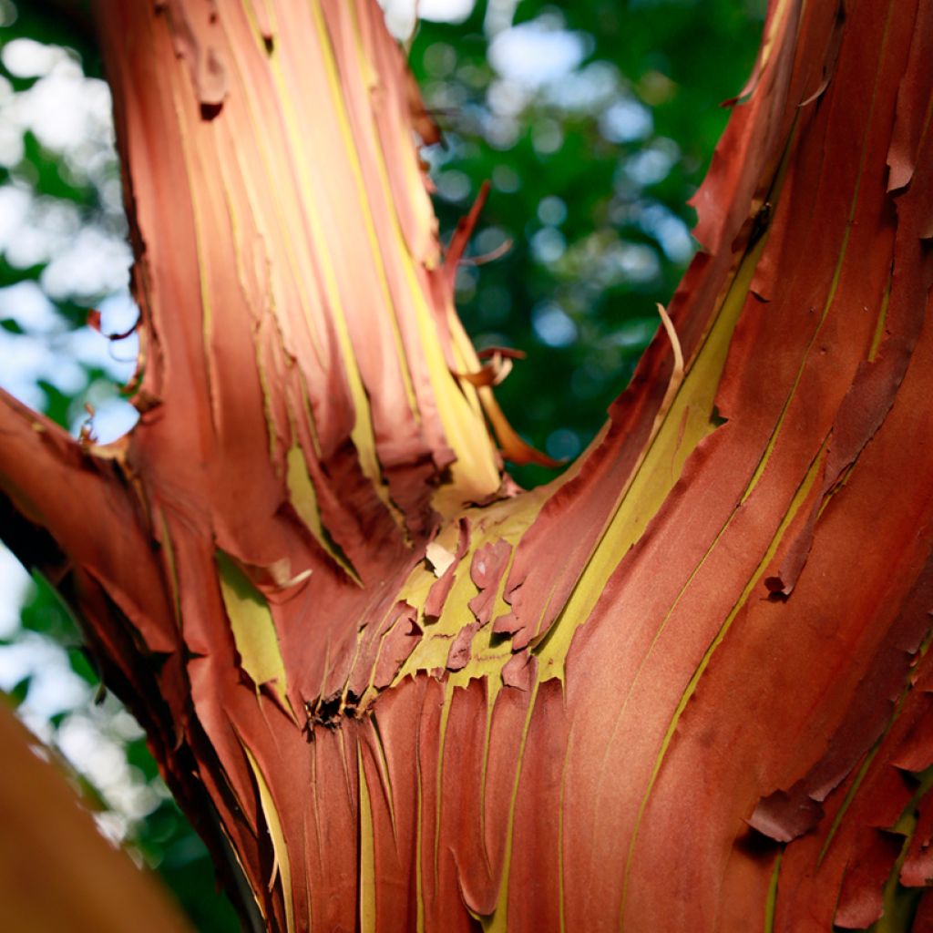 Arbutus andrachne