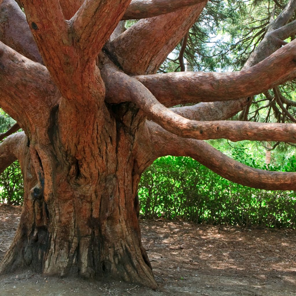 Arbutus andrachne