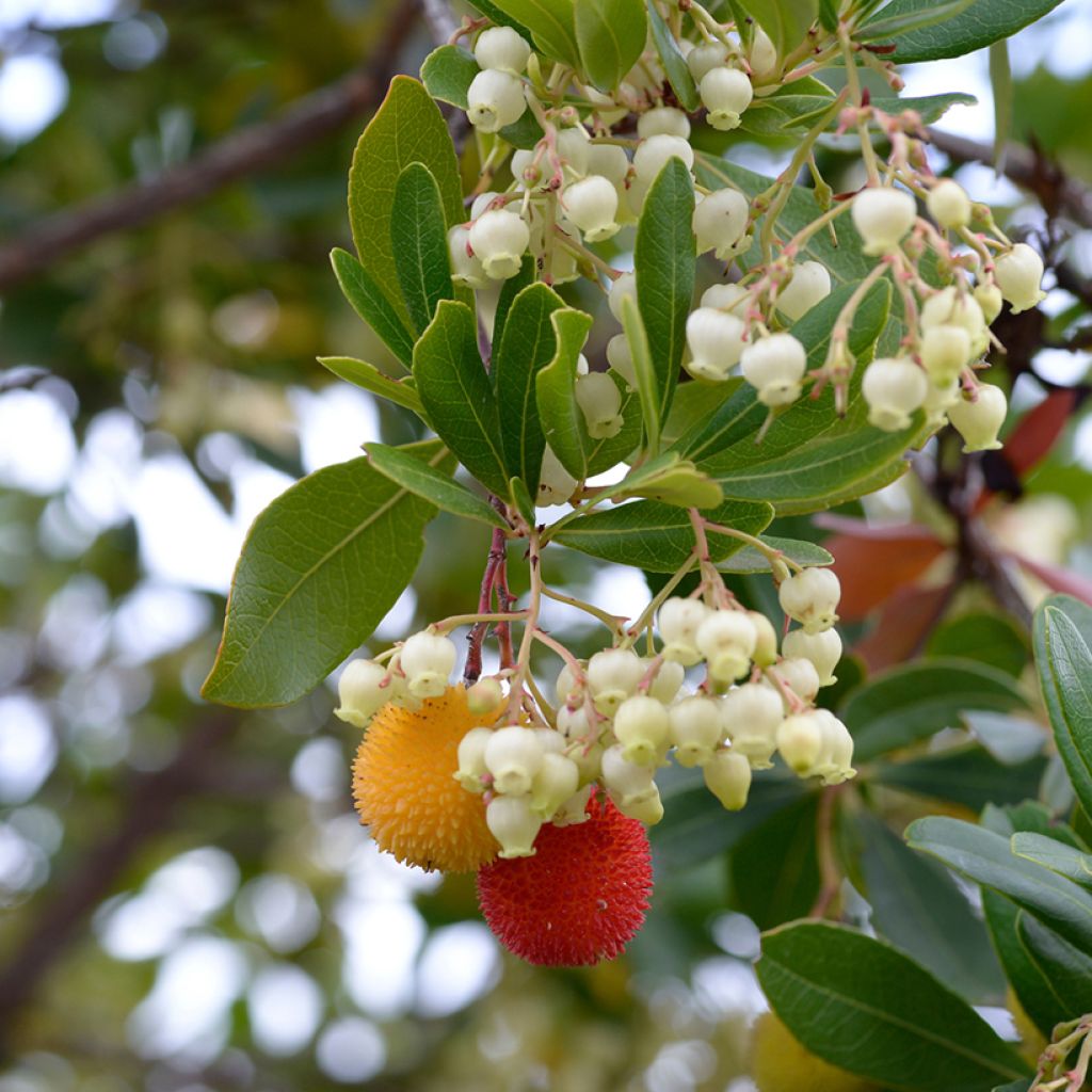 Arbutus unedo - Strawberry tree