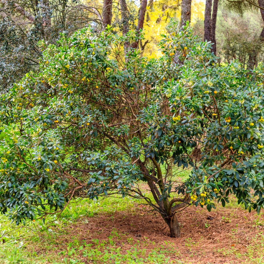 Arbutus unedo - Strawberry tree