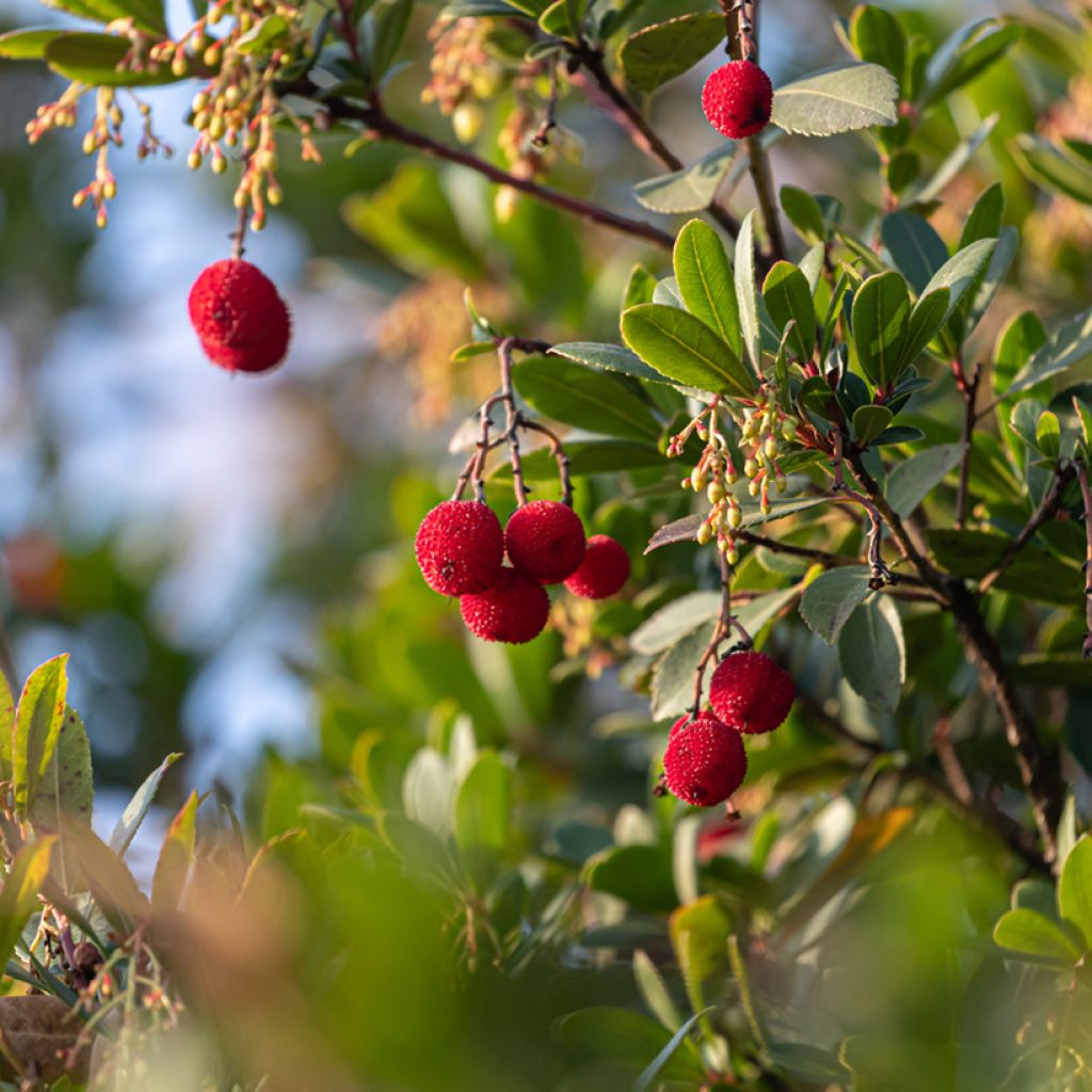 Arbutus unedo - Strawberry tree