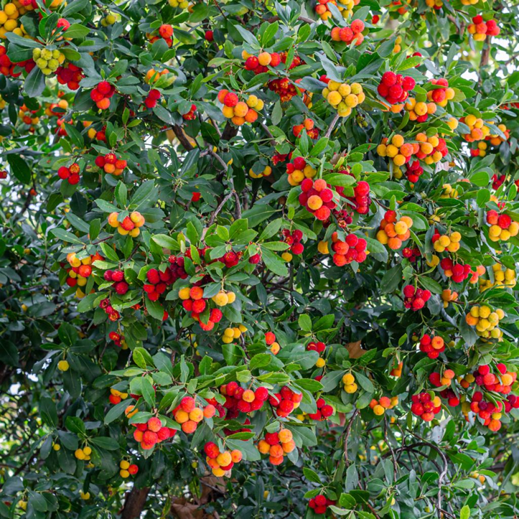 Arbutus unedo - Strawberry tree