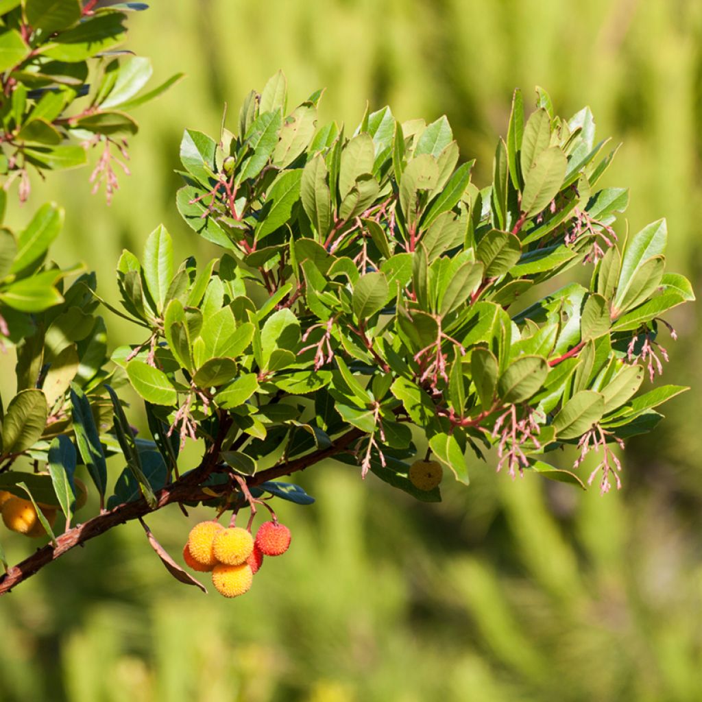 Arbutus unedo Atlantic - Strawberry Tree