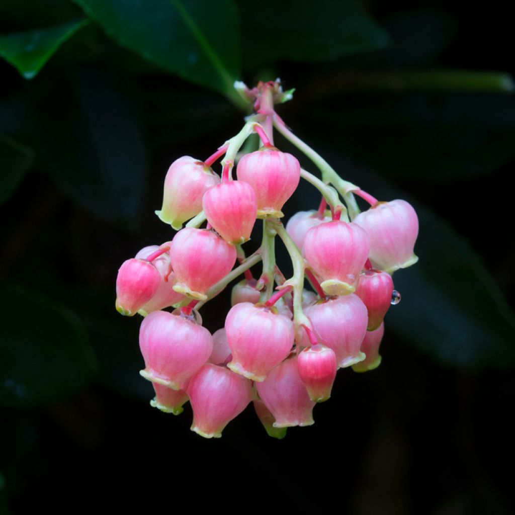 Arbutus unedo Rubra - Strawberry Tree