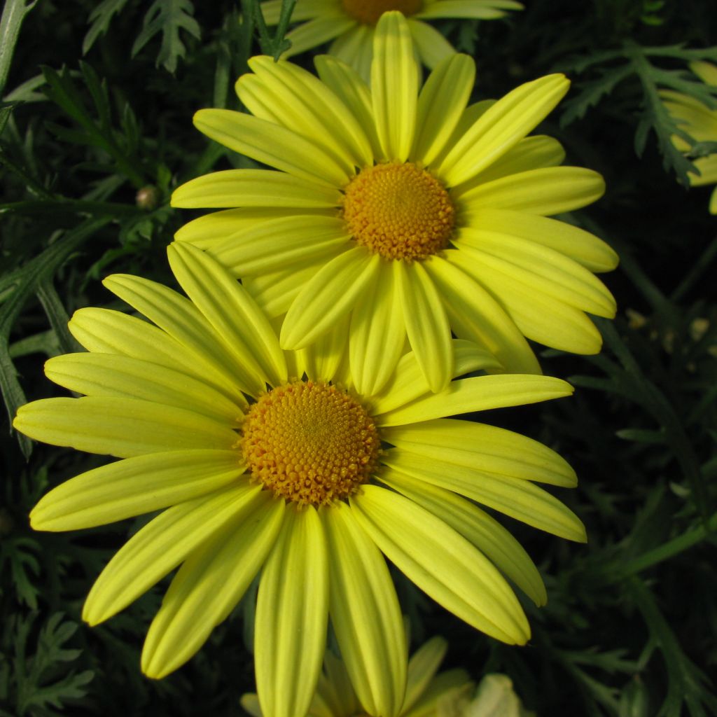 Argyranthemum Jamaica Primrose - Marguerite