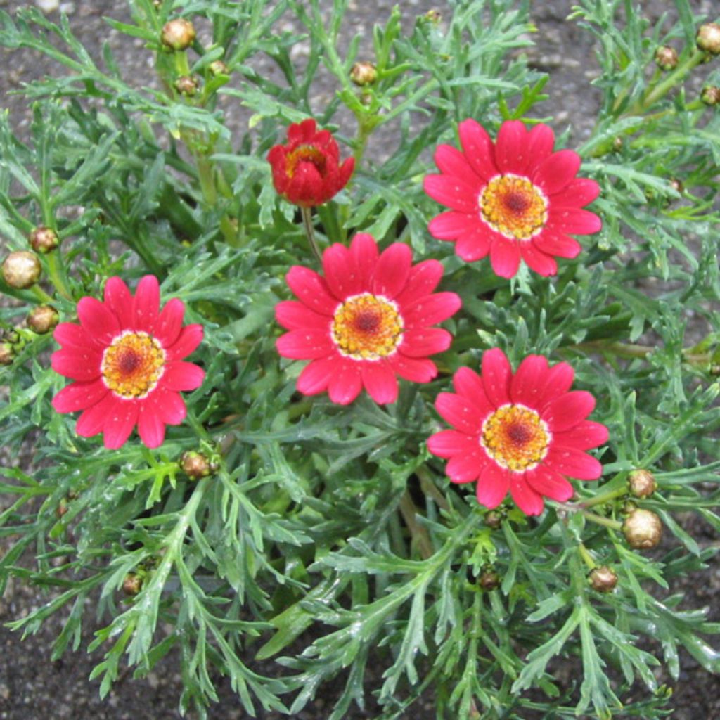 Argyranthemum Starlight - Marguerite