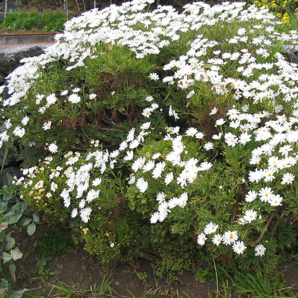 Argyranthemum frutescens Snowflake - Marguerite