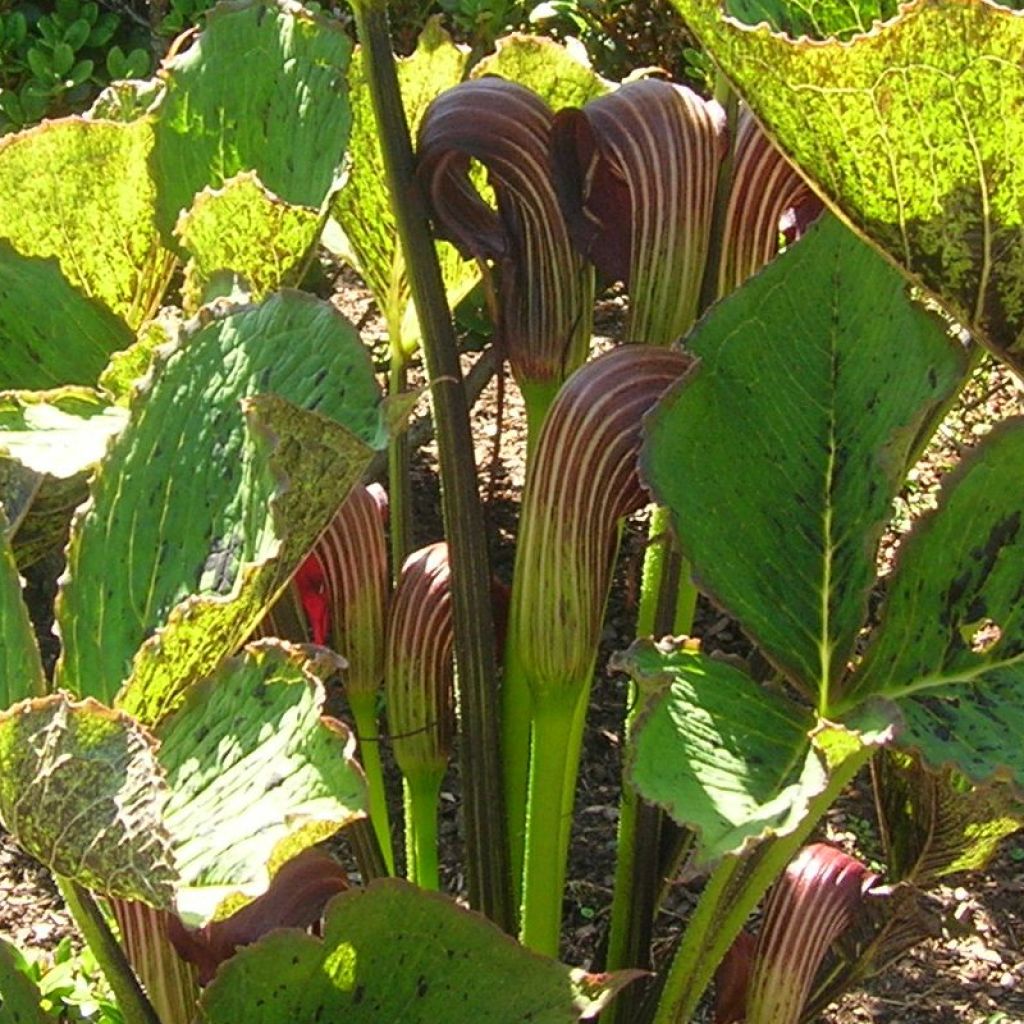 Arisaema elephas