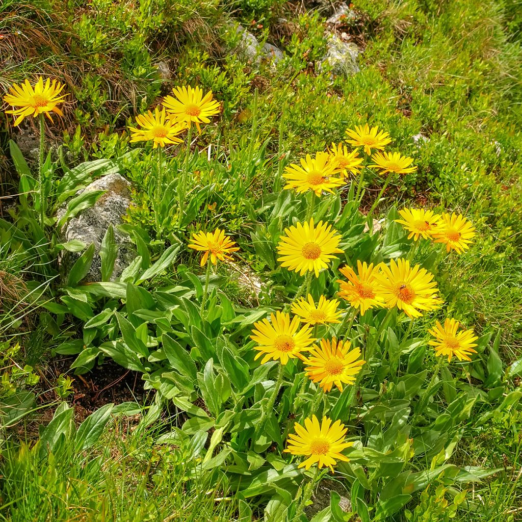 Arnica montana Bio