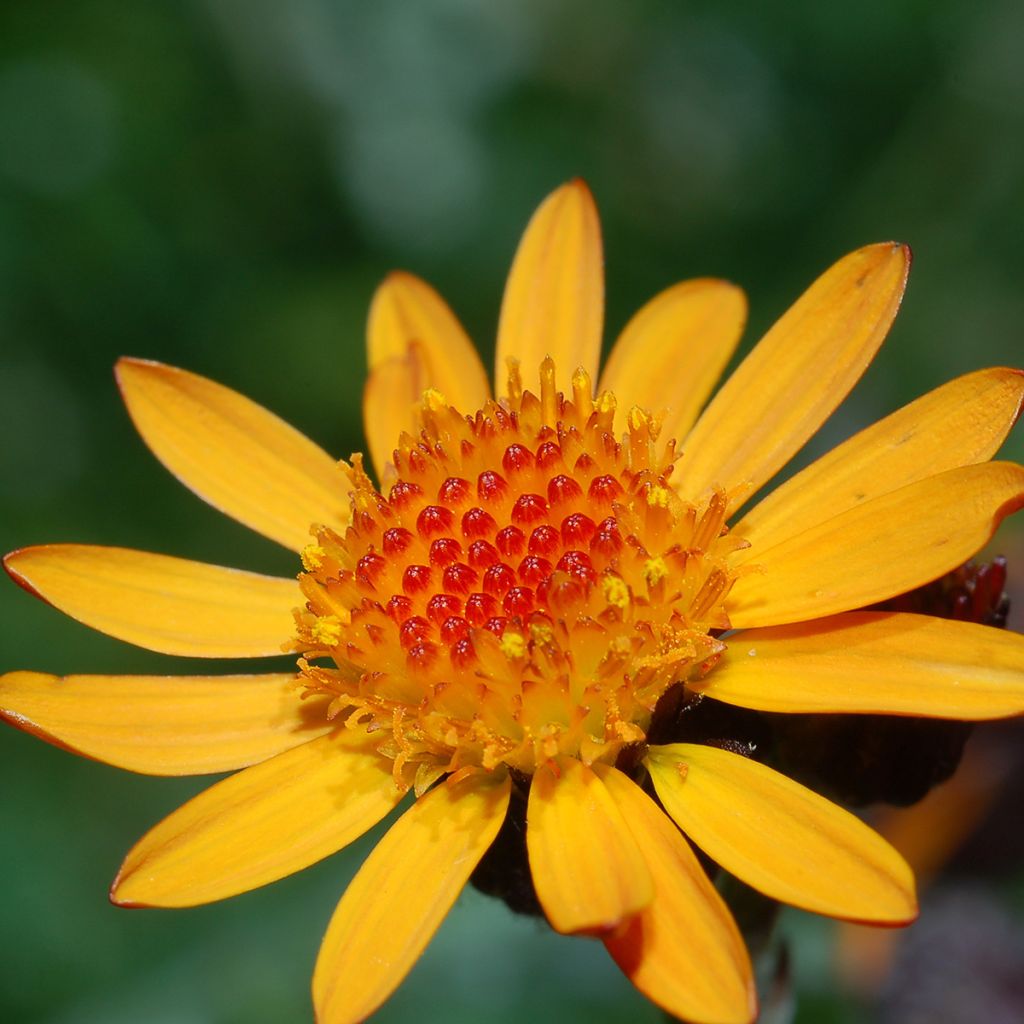 Arnica montana Bio