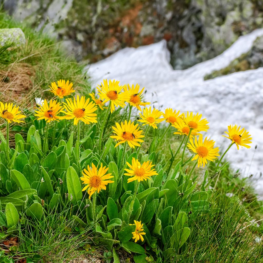 Arnica montana Bio