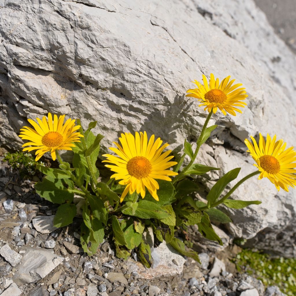 Arnica montana Bio