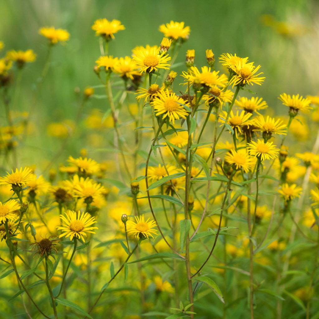 Arnica montana  - Arnica des montagnes, Plantain des Alpes, Arnique des Montagnes, Tabac des Savoyards, Herbe aux chutes