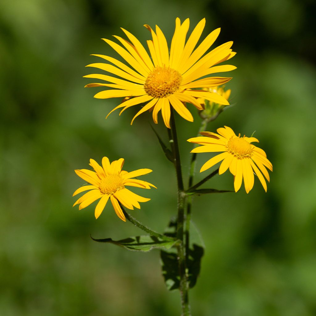 Arnica montana  - Arnica des montagnes, Plantain des Alpes, Arnique des Montagnes, Tabac des Savoyards, Herbe aux chutes