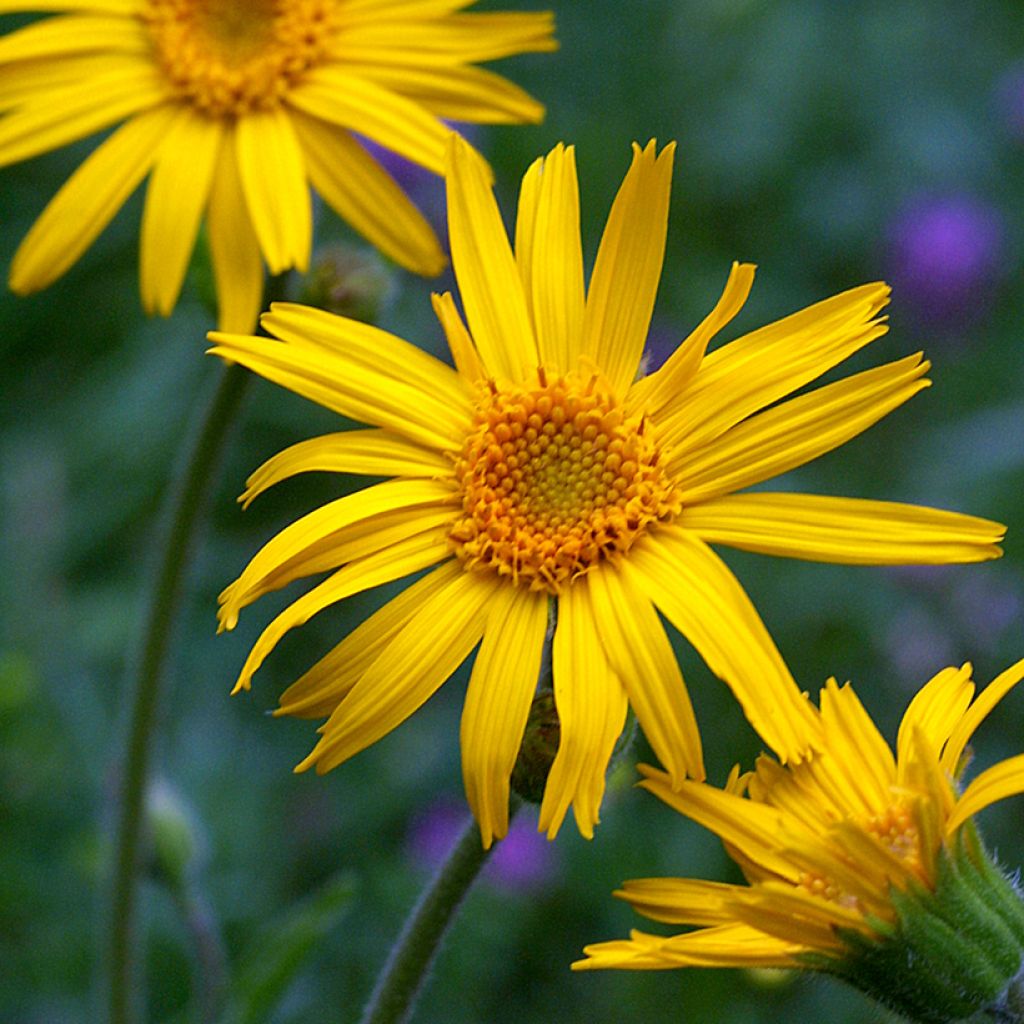 Arnica montana  - Arnica des montagnes, Plantain des Alpes, Arnique des Montagnes, Tabac des Savoyards, Herbe aux chutes