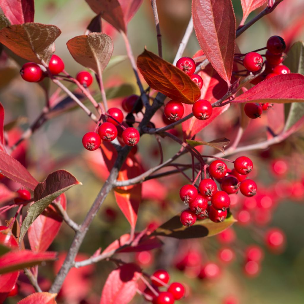 Aronia arbutifolia Brilliant