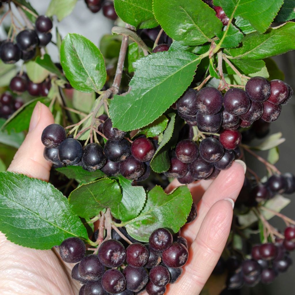 Aronia melanocarpa