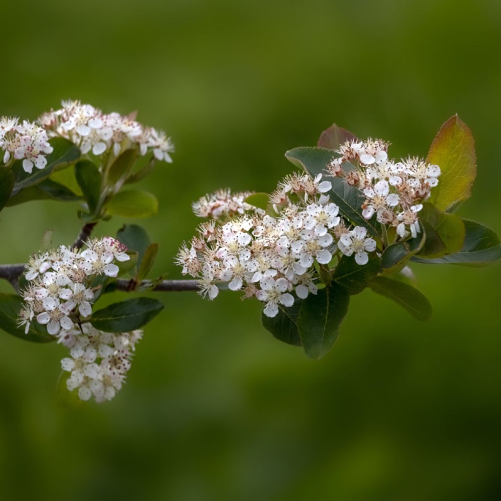 Aronia prunifolia Viking