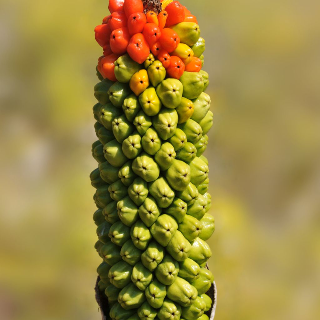 Arum dioscoridis 