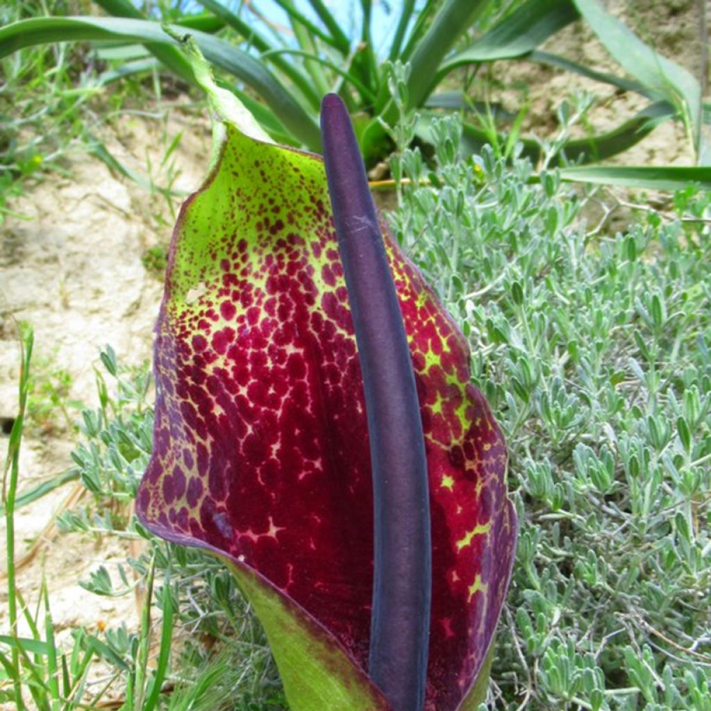 Arum dioscoridis 